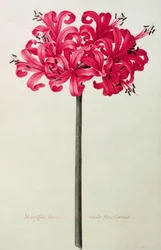 Amaryllis Sarniensis, or Narcissus